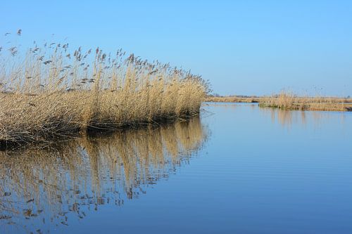 weerspiegeling riet in kanaal op een windstille dag