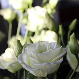 witte rozen van ping pong