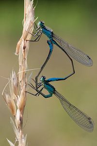 Twee Waterjuffers (Coenagrionidae)