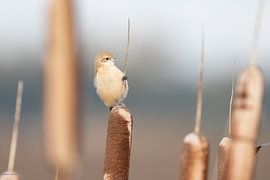 Buidelmees op lisdodde rechts van Ruben Evers