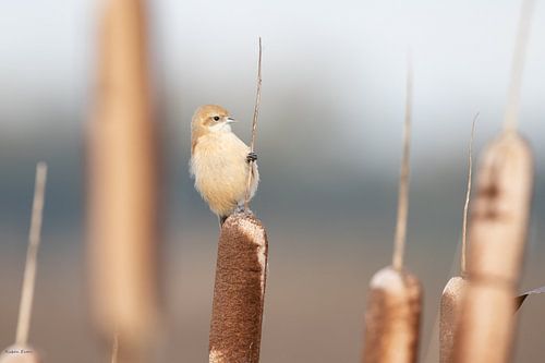 Pygmy tit on the cattail on the right