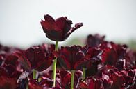 Dunkelrote Tulpen von Corinna Vollertsen Miniaturansicht