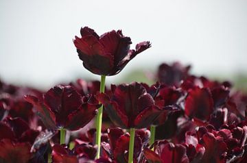 Donker rode tulpen van Corinna Vollertsen