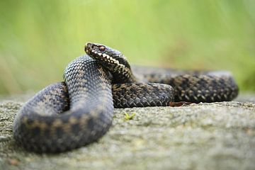 Adder (Vipera berus) van Ronald Pol