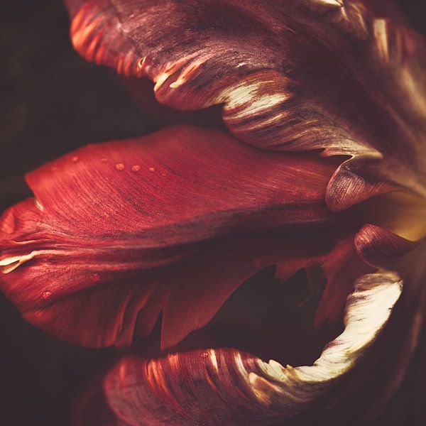 Tulipe rouge par Marina de Wit