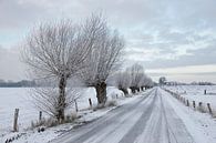 Kopfweiden, Kopfbäume stehen entlang einer verschneiten Straße, Bislicher Insel, Niederrhein van wunderbare Erde thumbnail