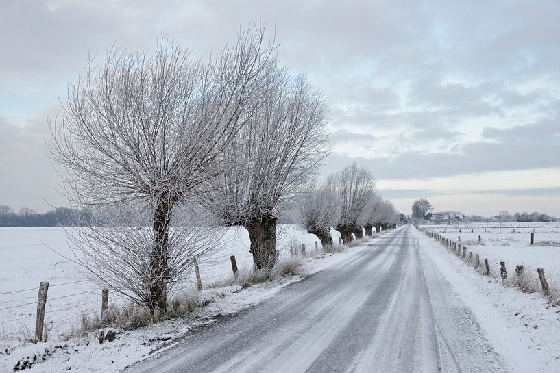 Pollard willows ( Salix sp. ) along a little road at Bislicher Insel / Bislicher Island, snow covere van wunderbare Erde