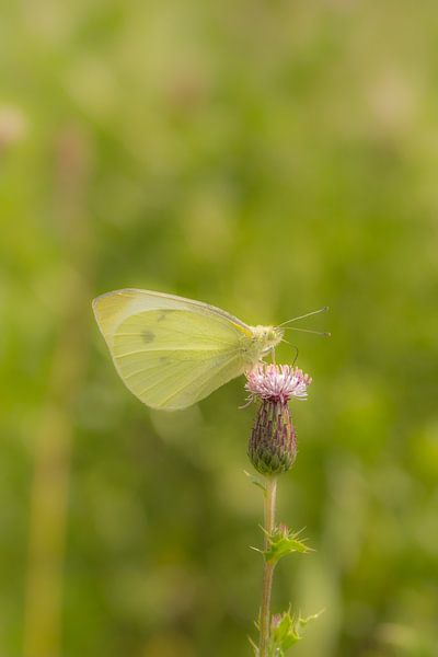 Lemon butterfly on thistle by Moetwil en van Dijk - Fotografie
