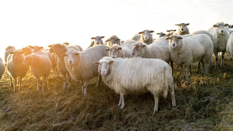 Schapen op de dijk. van Henri Boer Fotografie