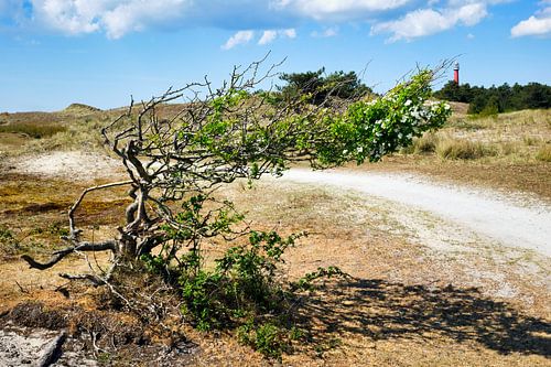 Dunes Emergency Holland with a lighthouse by eric van der eijk