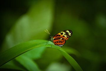 Mooie vlinder op blad