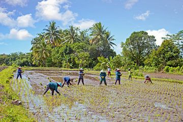 Rijst planten op een sawa op Bali in Indonesie van Eye on You