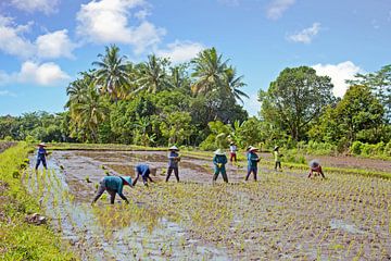 Planting rice on a sawa on Bali in Indonesia by Eye on You