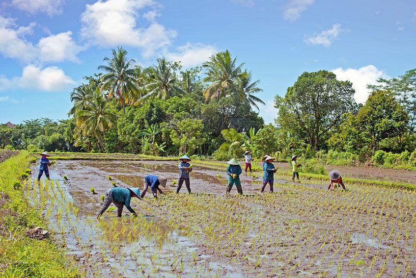 Plantation de riz sur une sawa à Bali, Indonésie par Eye on You