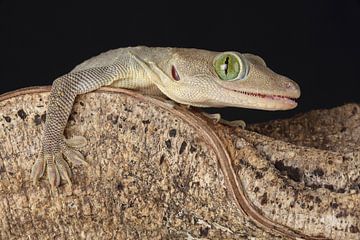Smith's Green-eyed Gecko (Gekko smithii) by Ronald Pol