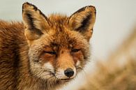 Porträt eines Fuchses Nahaufnahme von Robert Stienstra Miniaturansicht