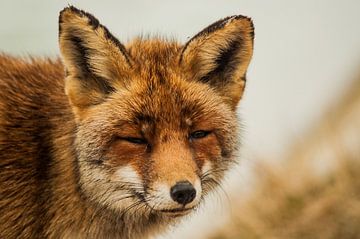 Porträt eines Fuchses Nahaufnahme von Robert Stienstra