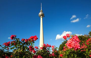 Fernsehturm Berlin mit Rosenbeet von Frank Herrmann