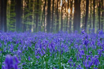 Vert et violet frais dans la forêt de Haller