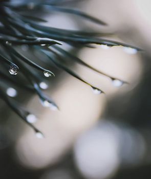 Makroaufnahme von Tropfen in Nadelbaum 2 | Kiefer | Wald