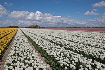 Kleurrijk tulpenveld van W J Kok