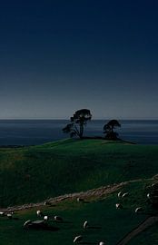 Papamoa Hills national park by Floor Boers