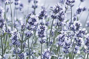 Lavendel