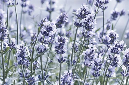 Lavendel