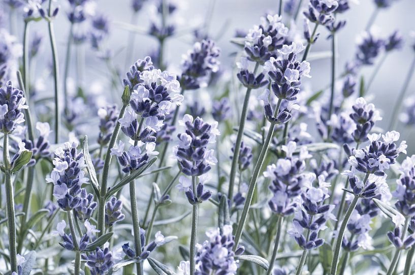 Lavendel von Violetta Honkisz