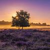 Bloeiende heide in de ochtendzon van Rene Wolf