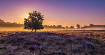 Blühendes Heidekraut in der Morgensonne