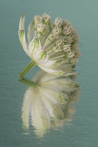 Nœud zélandais avec reflet pictural abstrait sur Marjolijn van den Berg