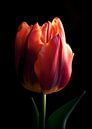 Tulips by Lae thumbnail