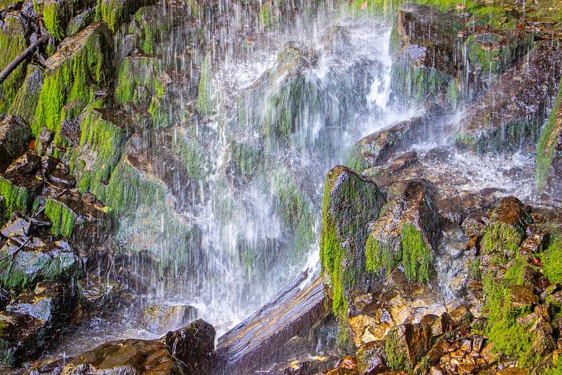 Moosgestalten von Christa Kramer
