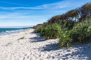 Trees on shore of the Baltic Sea van Rico Ködder