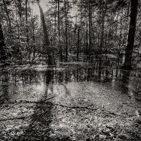 Überschwemmter Wald von nol ploegmakers