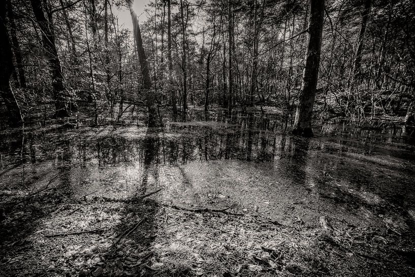 Flooded forest by nol ploegmakers