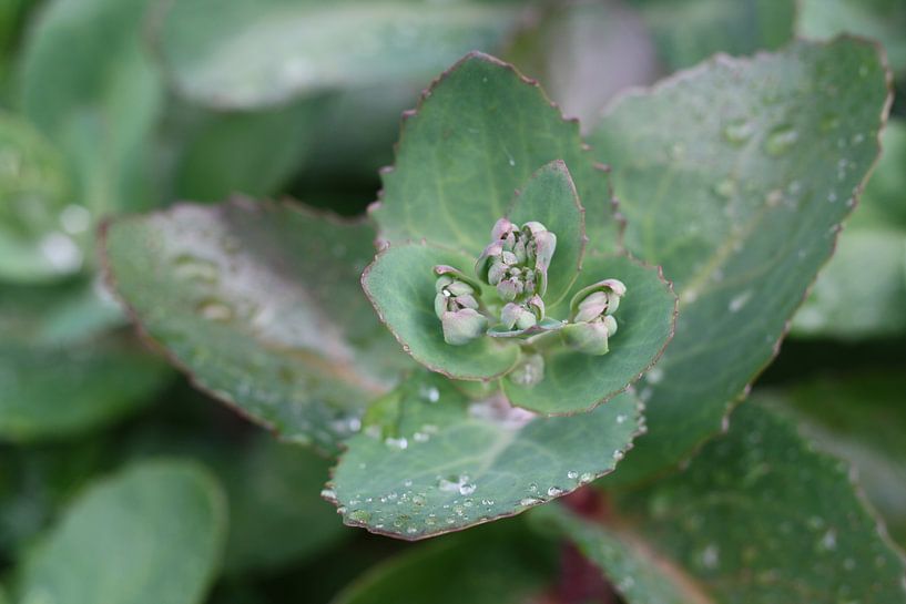 Plant na een hevige regenbui by Kim van der Lee