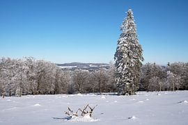 Kahler Asten, Sauerland, Germany by Alexander Ludwig