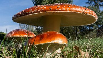 Champignons sur Kenji Elzerman