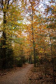 Forêt d'automne avec une allée et des feuilles qui tombent sous la lumière chaude du soleil