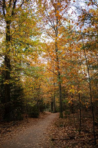 Herfstbos met laan en vallende bladeren in warm zonlicht
