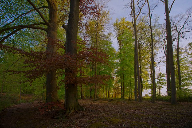 Bomen op het landgoed te Voorst (Gelderland)  van Juul Baars