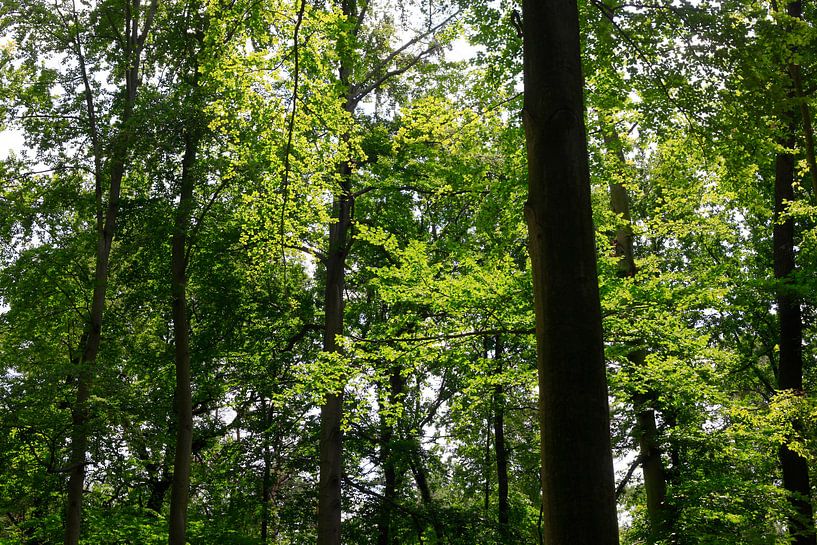 Wald von Thomas Jäger