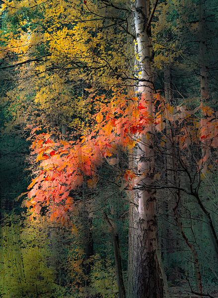 Kwintelooijen part 42 van Tania Perneel