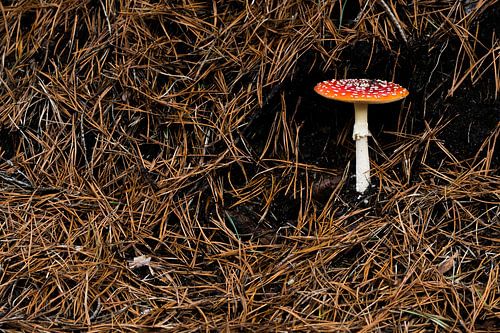 Op een grote paddenstoel..