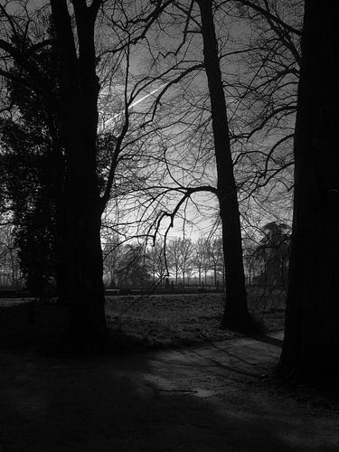 The forest in darkness