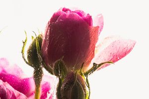 Kleine Rose in Eis 1