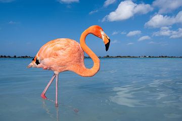 Roze flamingo van Elles Rijsdijk