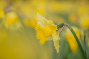 Narcis in een bloembed narcissen van Yolanda Wals